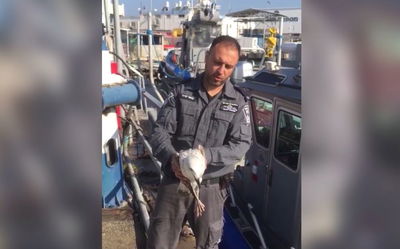 שוטרי מערך השיטור הימי הצילו שחף פצוע בים