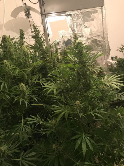 מעבדה לגידול סמים נחשפה בדירה בחריש