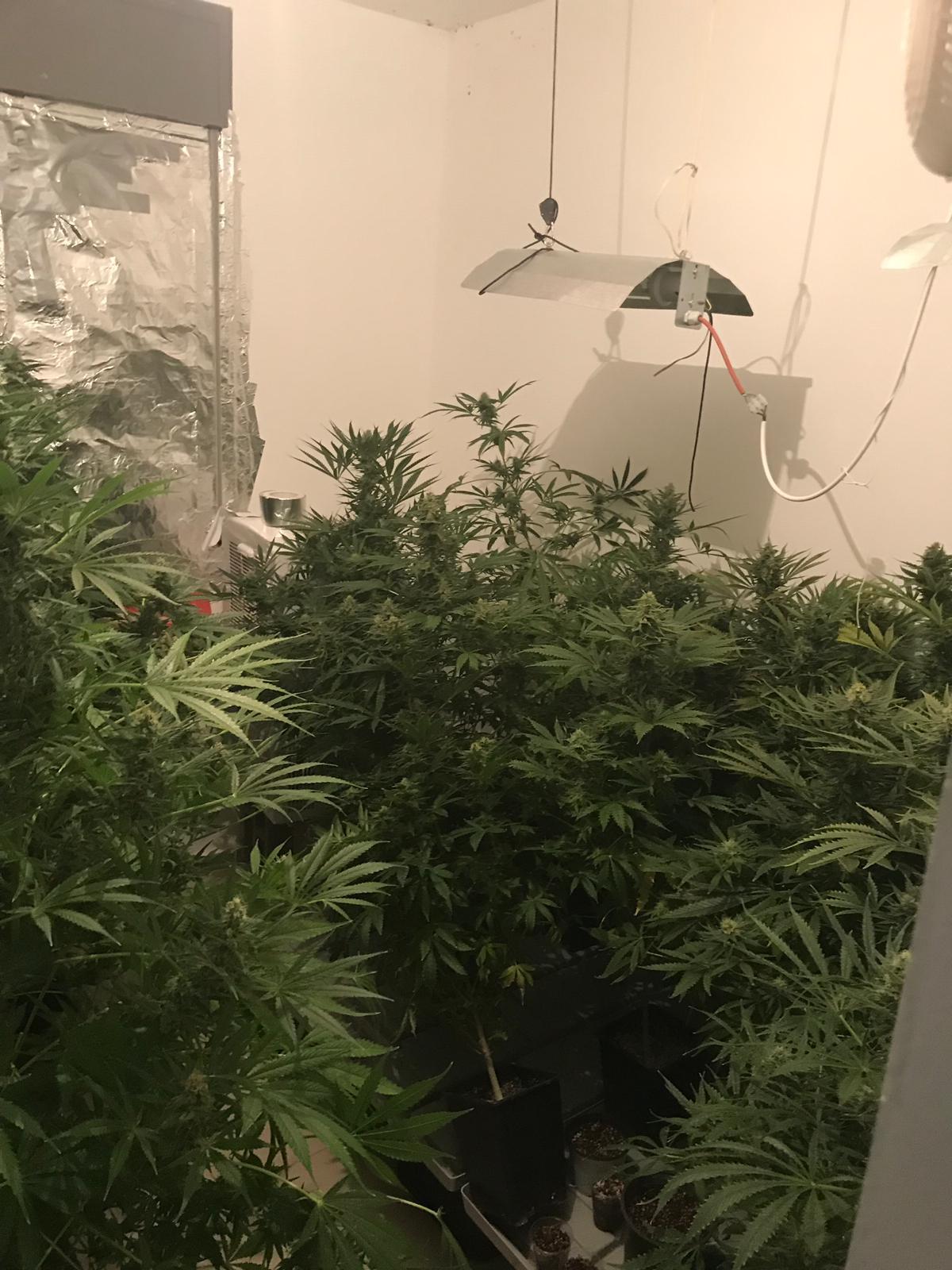 מעבדה לגידול סמים נחשפה בדירה בחריש