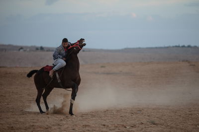 בדואים על סוסים במרחבי הנגב • גלריה