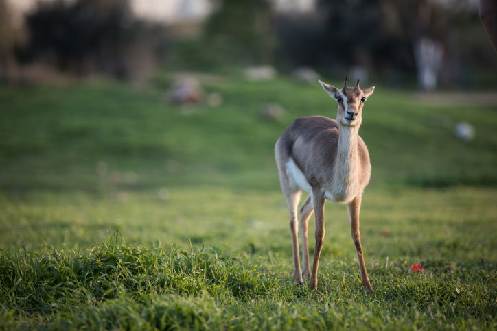 עמק האיילות בירושלים