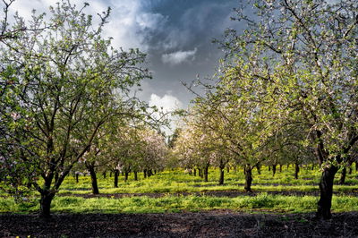פריחה בעמק יזרעאל