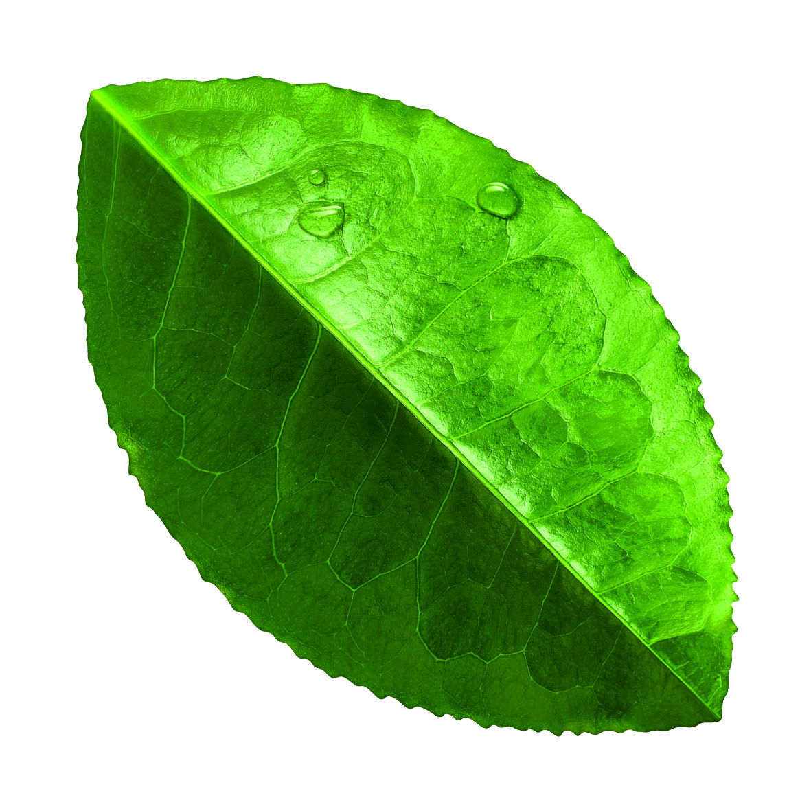 מושג ירוק: כל מה שלא ידעתם על סביבה ירוקה