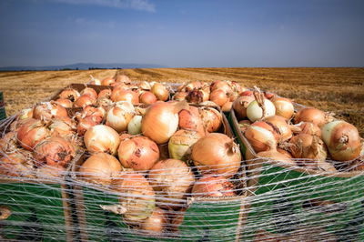 פסח בא: צפי למחסור בבצל, ביצים וחמאה