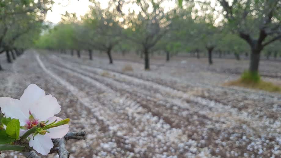 פריחה אביבית בגליל התחתון • גלריה