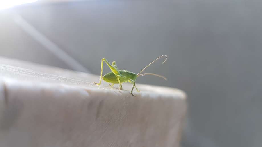 פריחה אביבית בגליל התחתון • גלריה