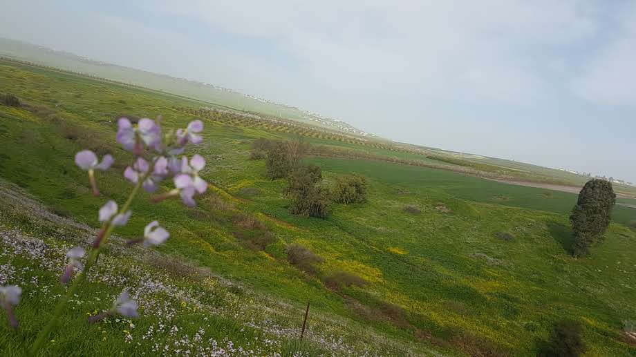 פריחה אביבית בגליל התחתון • גלריה