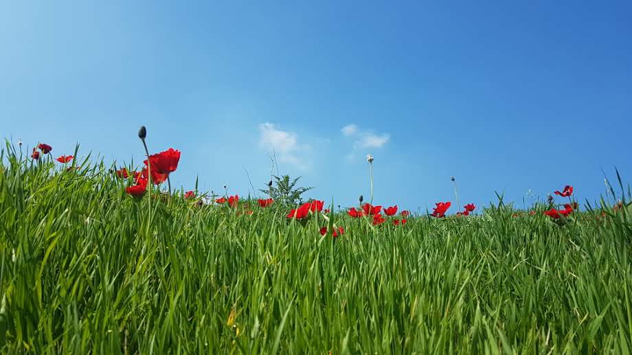 פריחה אביבית בגליל התחתון • גלריה