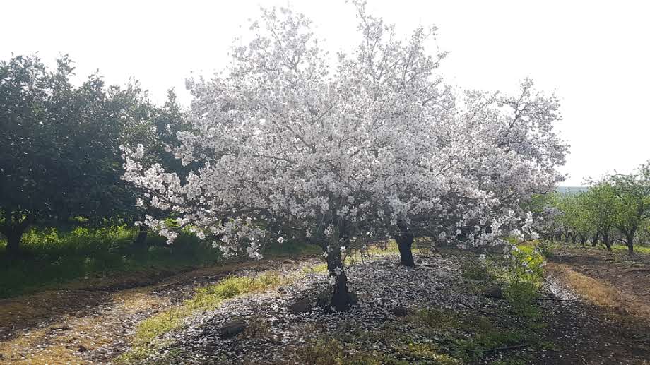 פריחה אביבית בגליל התחתון • גלריה