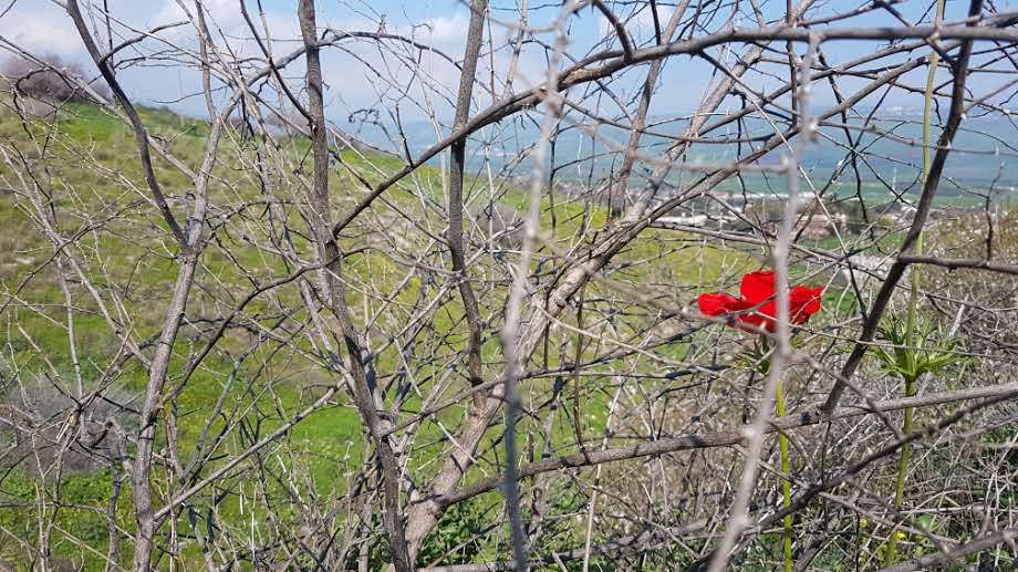 פריחה אביבית בגליל התחתון • גלריה