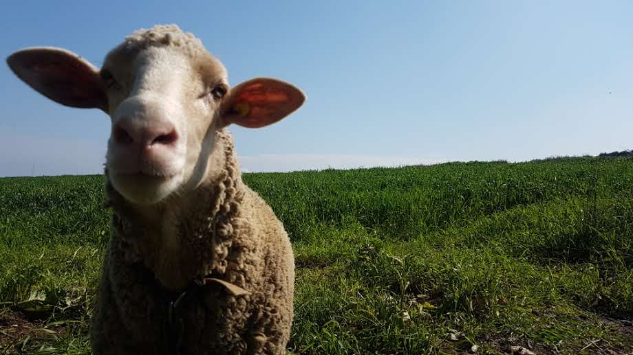 פריחה אביבית בגליל התחתון • גלריה