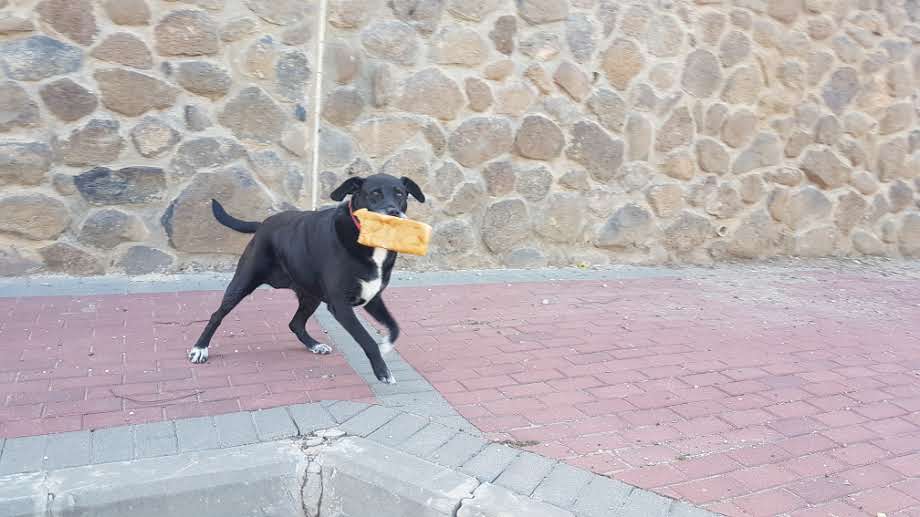 פריחה אביבית בגליל התחתון • גלריה