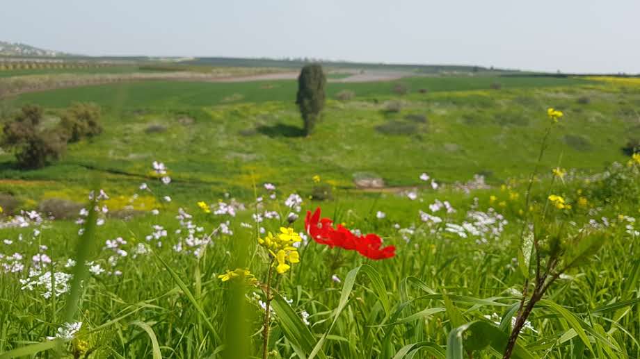 פריחה אביבית בגליל התחתון • גלריה