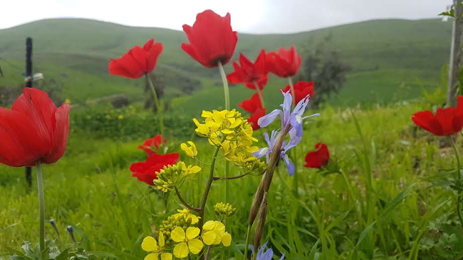 פריחה אביבית בגליל התחתון • גלריה