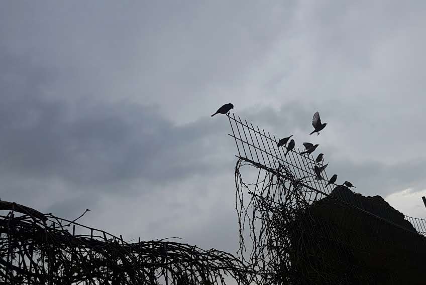 פריחה אביבית בגליל התחתון • גלריה