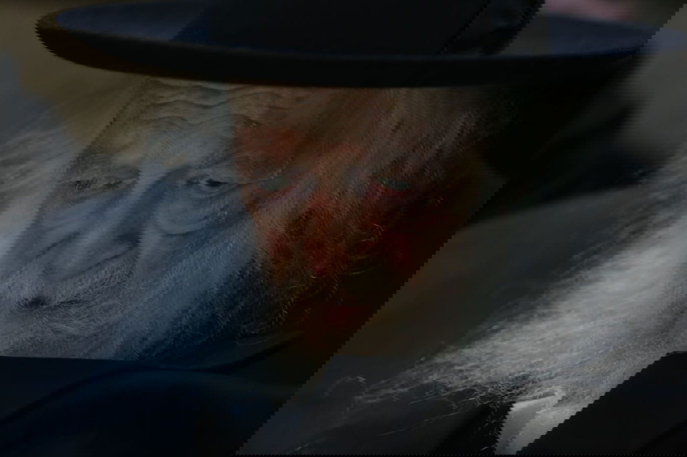 שר התורה קרא את מגילת אסתר • גלריה