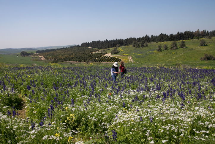 פריחה ברמות מנשה בצפון • גלריה מרהיבה