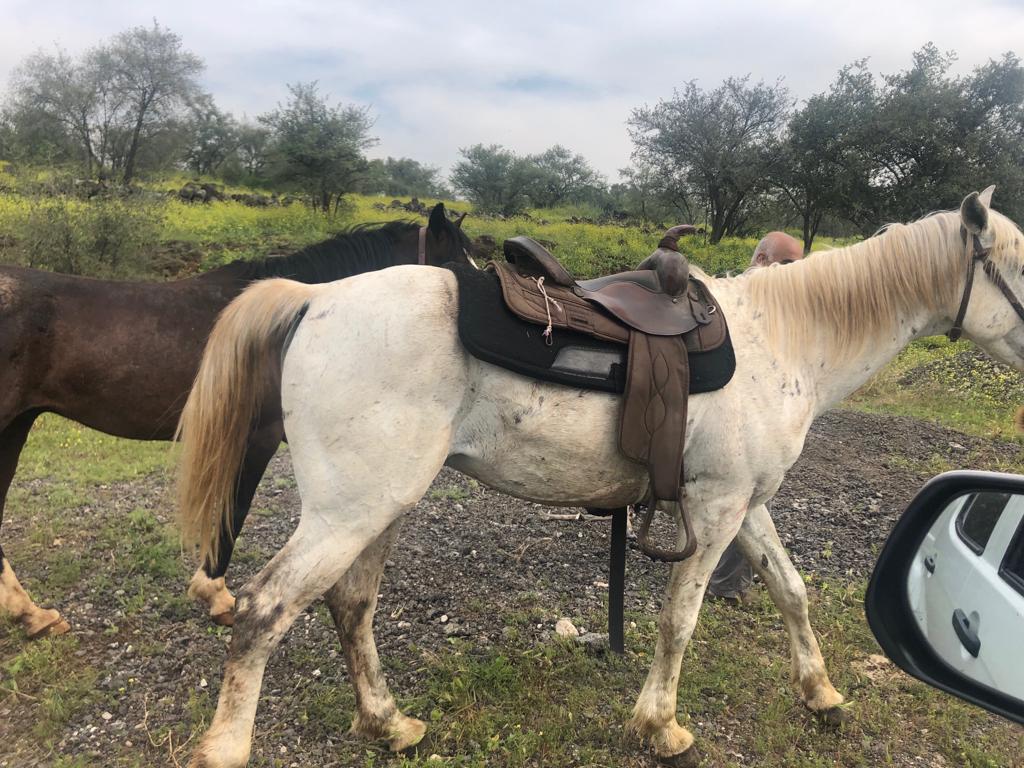גנבו בקר בצפון באמצעות הסוסים ונעצרו
