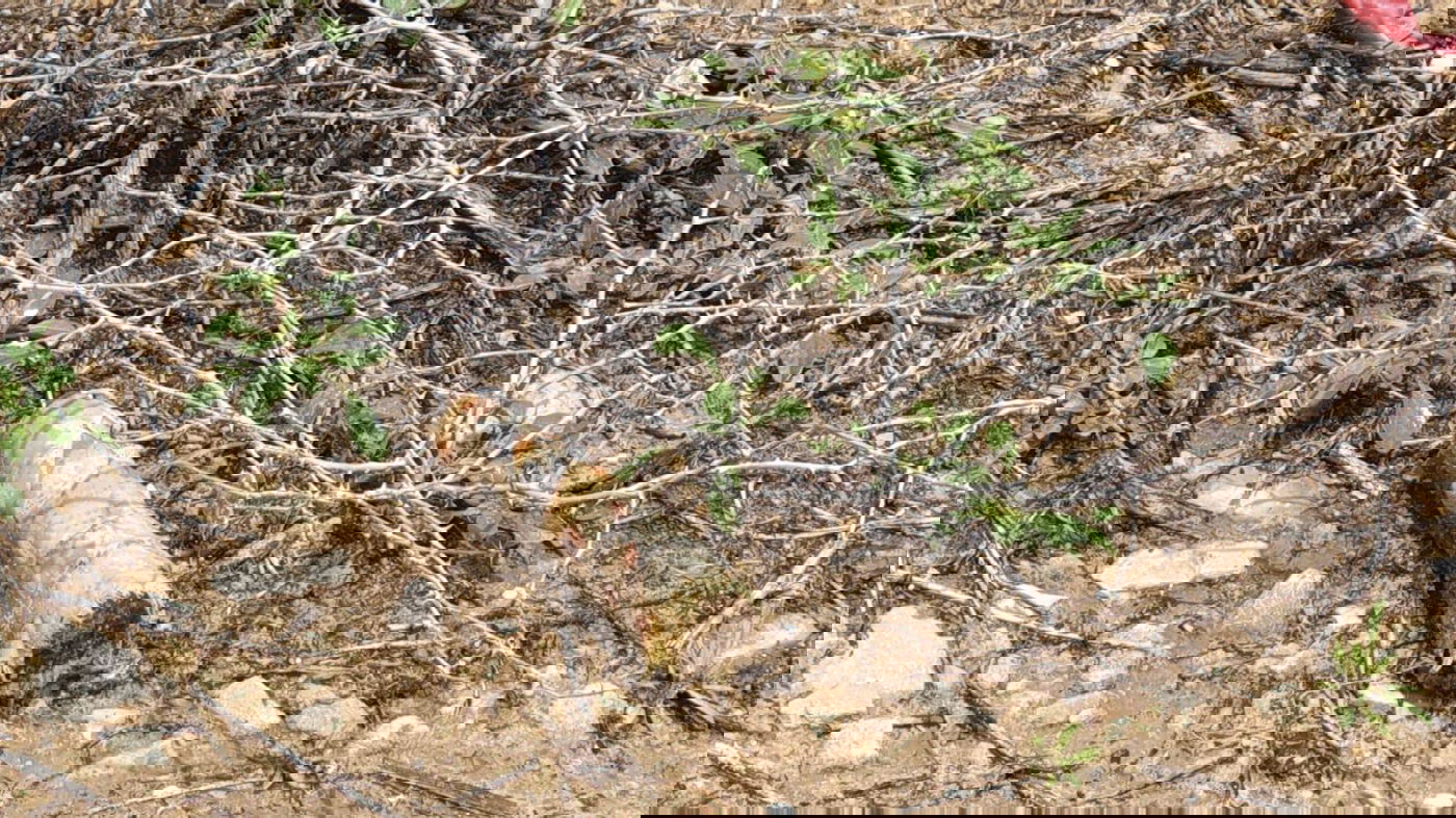 בלוני תבערה אותרו על המסילה בקריית גת