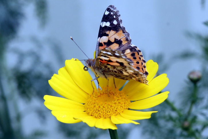פרפר נימפית החורשף שנודד בישראל בימים אלו