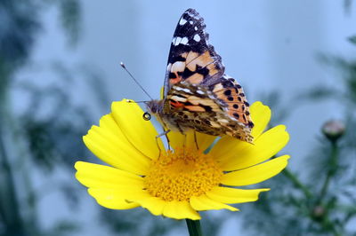פרפר נימפית החורשף שנודד בישראל בימים אלו