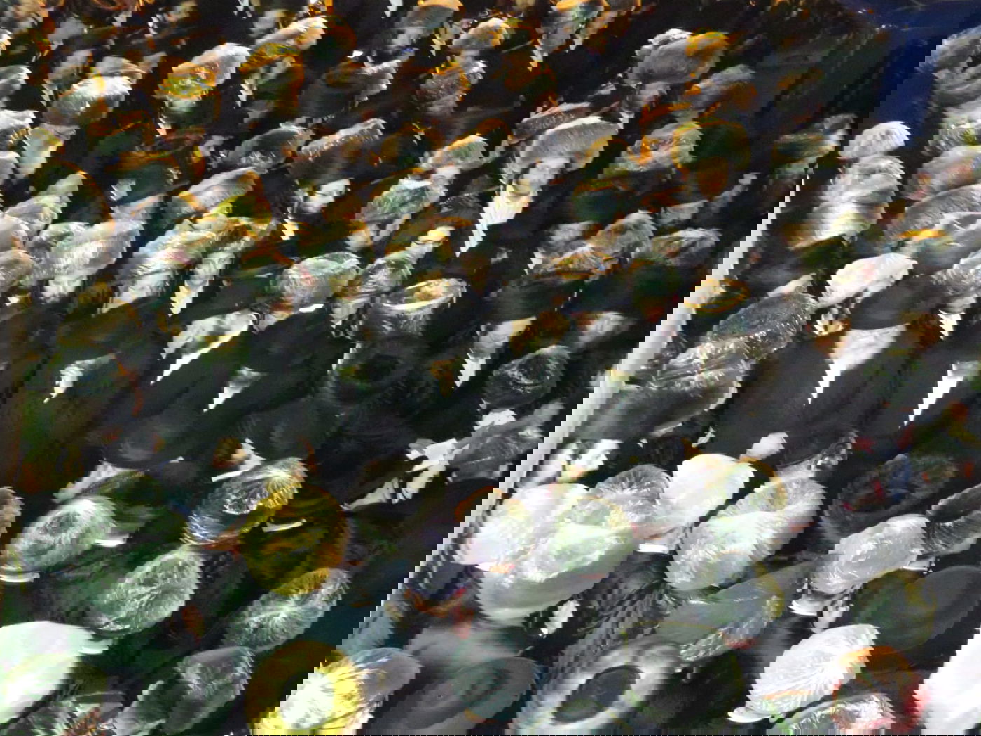 מסע הלוויה בנתניה