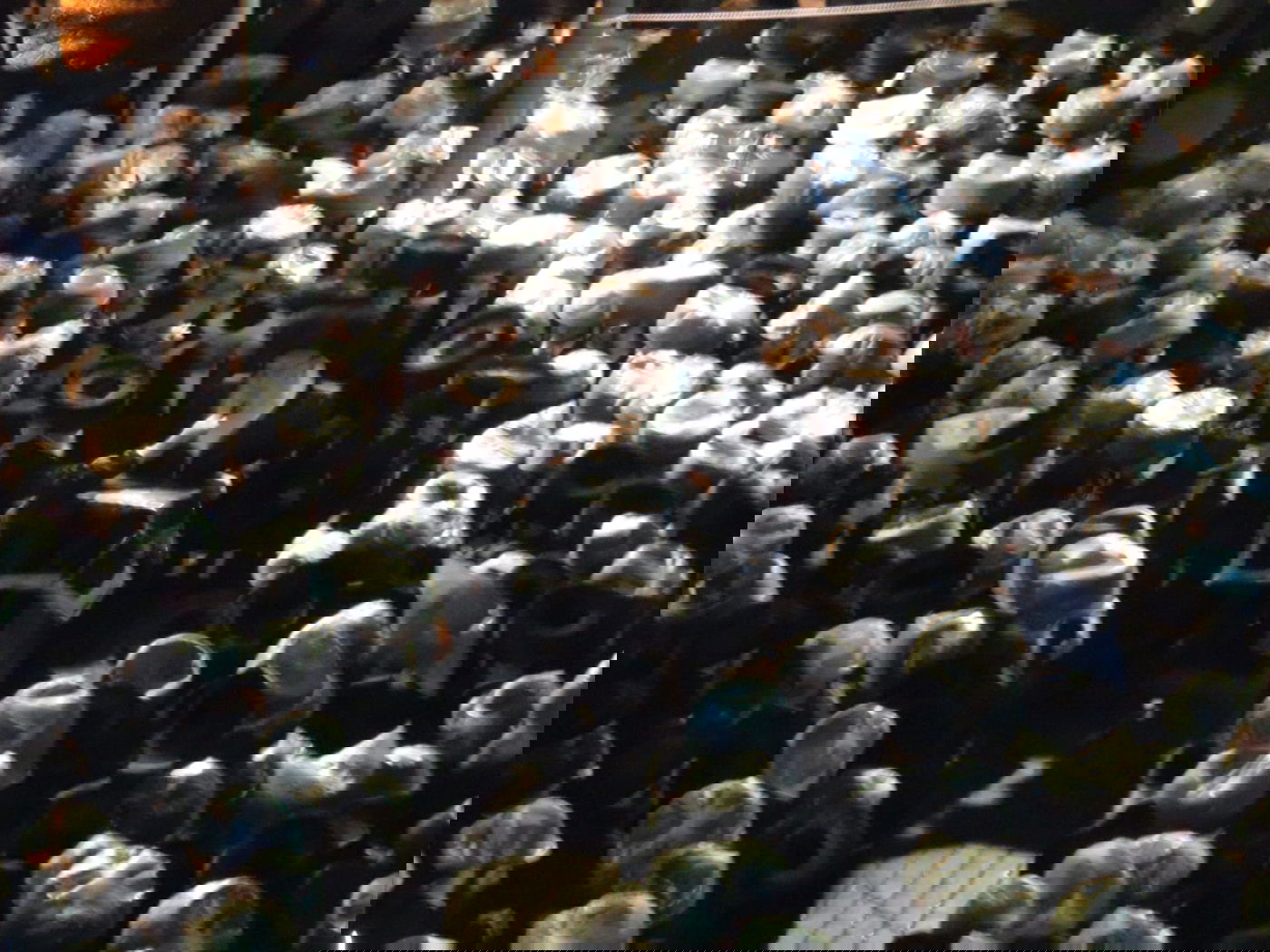 מסע הלוויה בנתניה