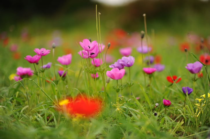 רקפות בהרי ירושלים