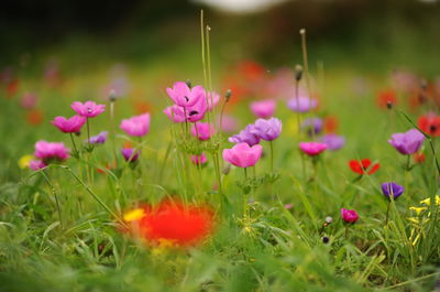 רקפות בהרי ירושלים