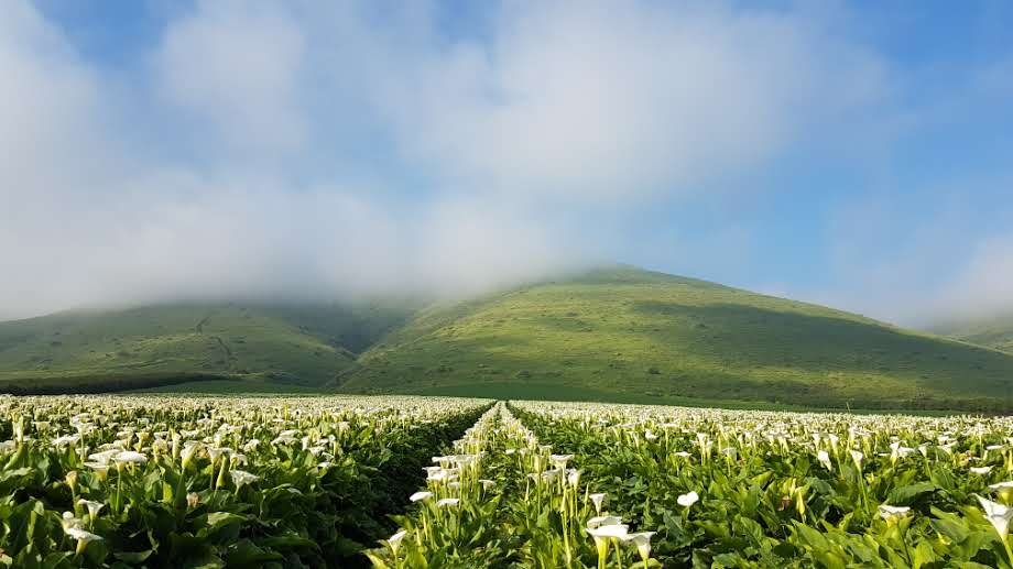 האביב כבר פה, לפחות בין גשם לגשם • צפו
