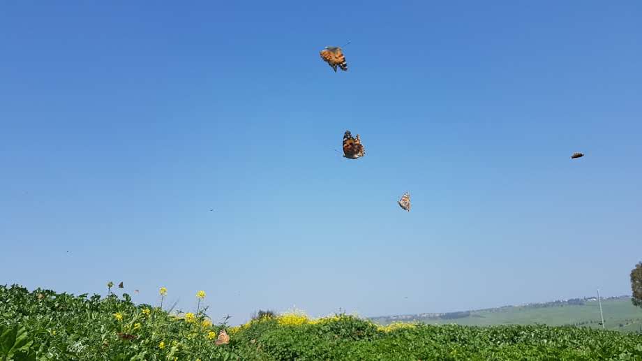 האביב כבר פה, לפחות בין גשם לגשם • צפו