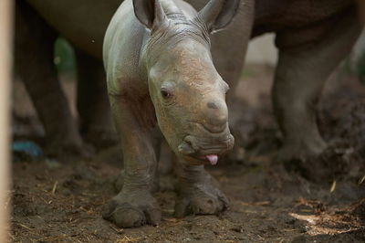 התרגשות בספארי: הקרנפית המליטה גורה