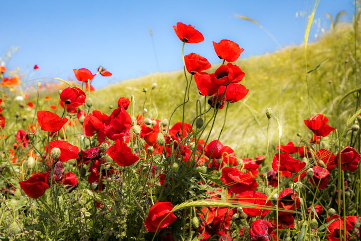 פריחת כלניות ברמת הגולן