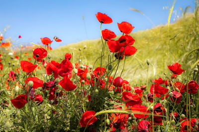 פריחת כלניות ברמת הגולן