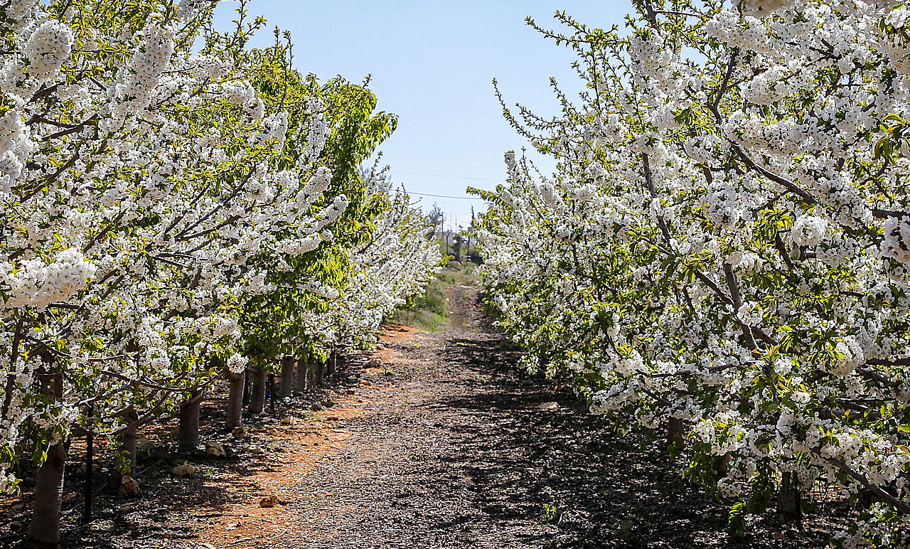 כך גדולי הרבנים והאדמו"רים מברכים את "ברכת האילנות"