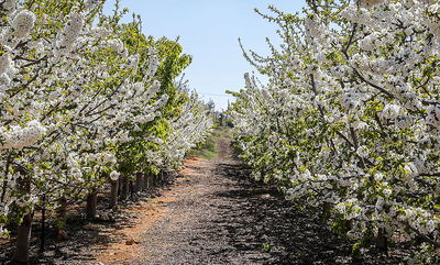 כך גדולי הרבנים והאדמו"רים מברכים את "ברכת האילנות"