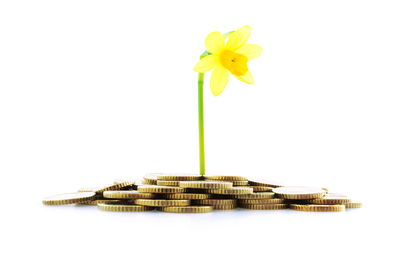 אילוסטרציה