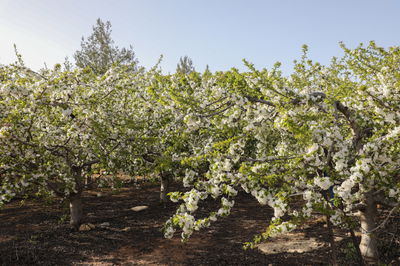 התחזית: צפויה עלייה ניכרת בטמפרטורות