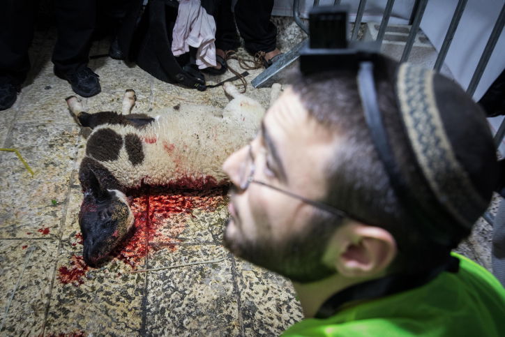 כך תרגלו הכוהנים את סדר הקרבת הפסח