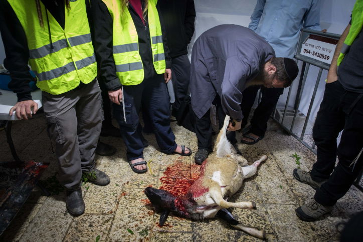 כך תרגלו הכוהנים את סדר הקרבת הפסח