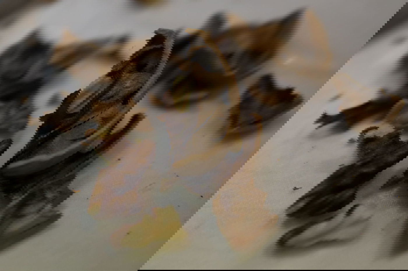 פסח: הילדים מפצחים את האגוזים והשקדים