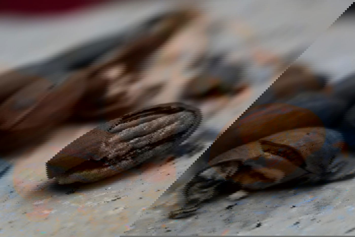 פסח: הילדים מפצחים את האגוזים והשקדים