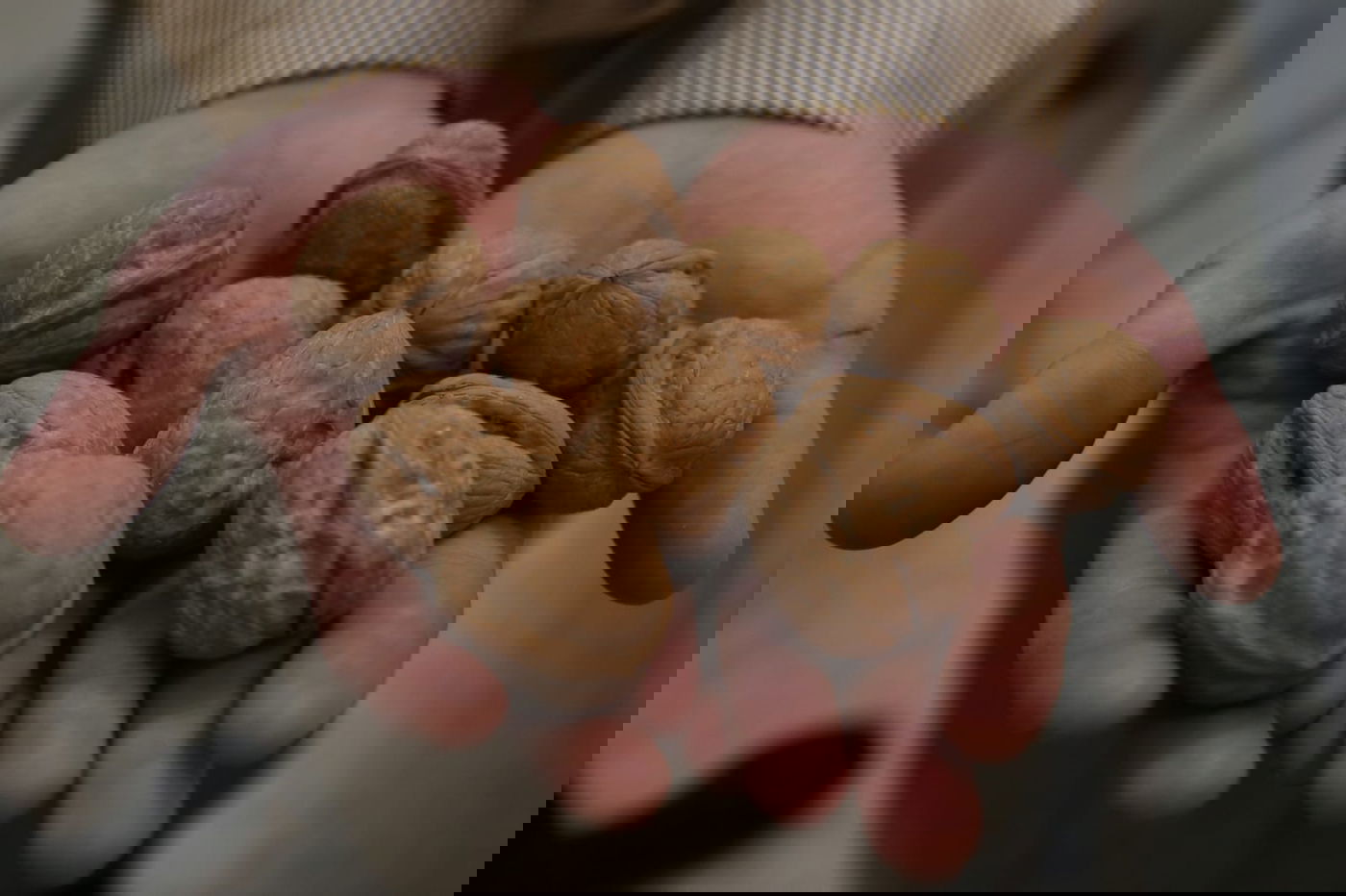 פסח: הילדים מפצחים את האגוזים והשקדים