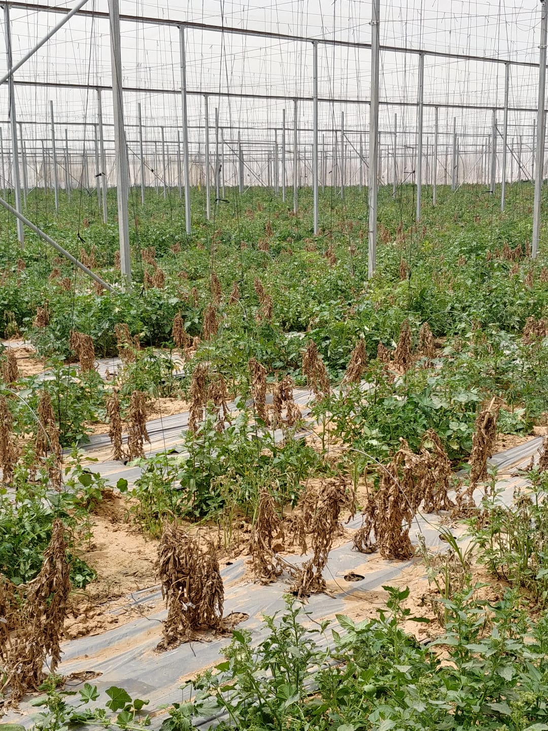 בנשקים שלופים: כך נעצר מרעיל העגבניות