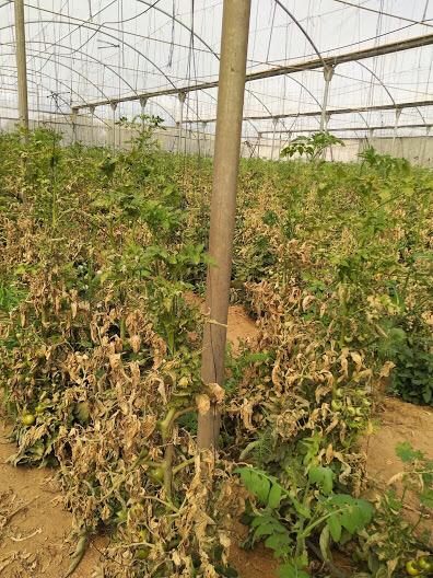 בנשקים שלופים: כך נעצר מרעיל העגבניות