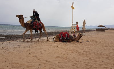 סיני, בחול המועד פסח