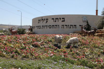 אילוסטרציה