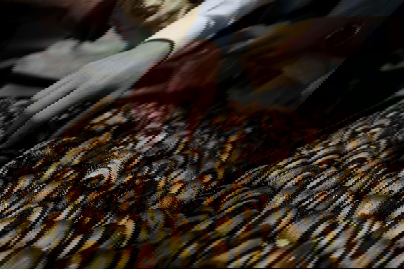 גלריה מרהיבה: הבהלה לחמץ - בירושלים