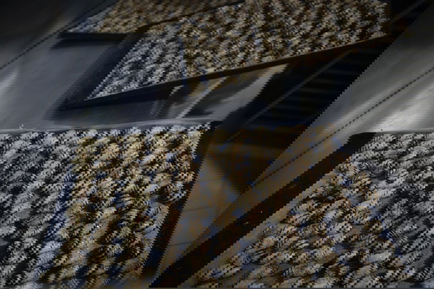 גלריה מרהיבה: הבהלה לחמץ - בירושלים