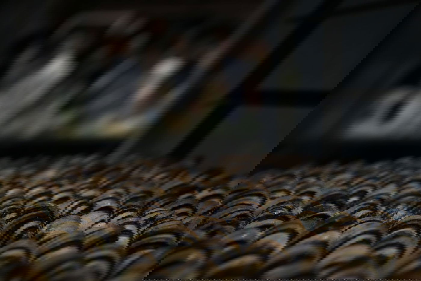 גלריה מרהיבה: הבהלה לחמץ - בירושלים